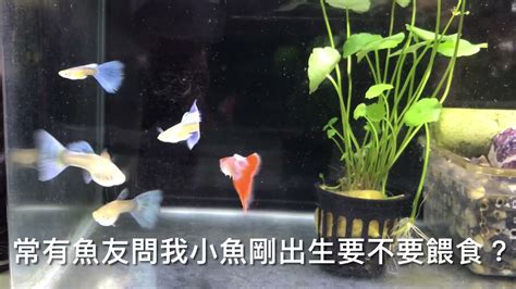 夢到魚生小魚|夢到生小魚